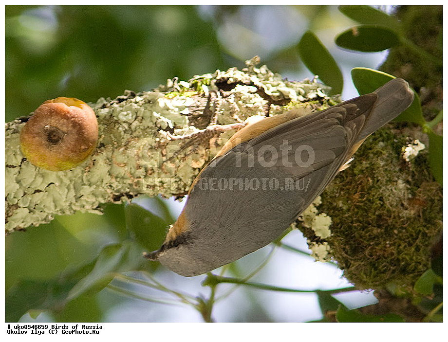 �����������, ���������� �������, ����������� ����� ������, ������, ��������, ��������, �����, �����, ��������, �����������, XYZ, �����������, Sittidae, ������������ ���������, �����, Sitta europaea