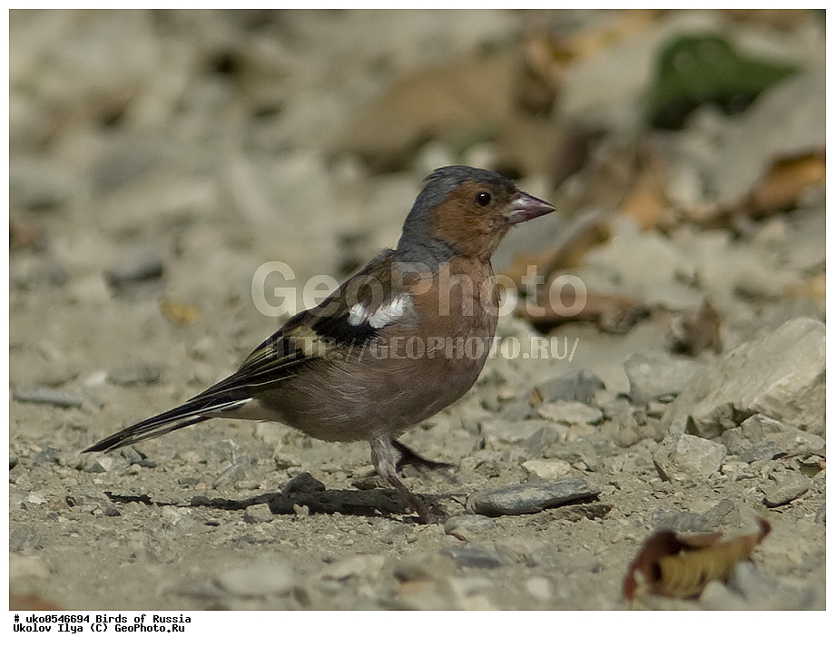 ������, ��������, ��������, �����, �����, ��������, �����������, XYZ, ���������, Fringillidae, ������, Fringilla coelebs, ����������� ����� ������, �����������, ���������� �������