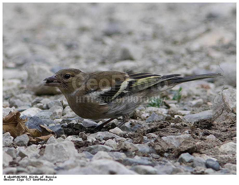 ������, ��������, ��������, �����, �����, ��������, �����������, XYZ, ���������, Fringillidae, ������, Fringilla coelebs, ����������� ����� ������, �����������, ���������� �������