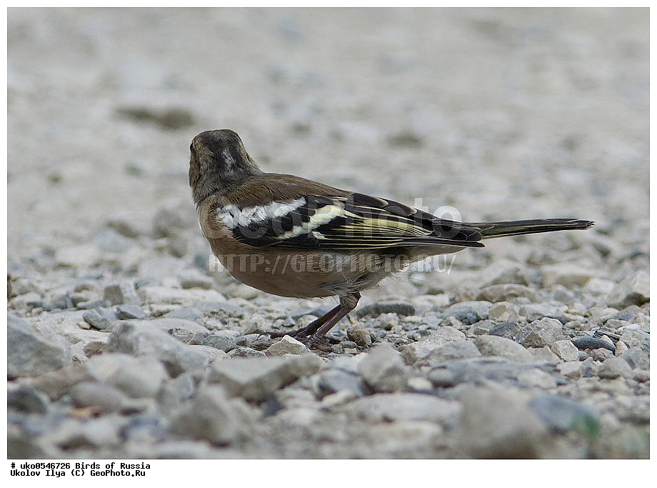 ������, ��������, ��������, �����, �����, ��������, �����������, XYZ, ���������, Fringillidae, ������, Fringilla coelebs, ����������� ����� ������, �����������, ���������� �������