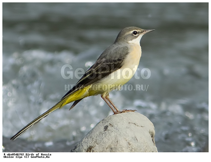 ����������� ����� ������, ������, ��������, ��������, �����, �����, ��������, �����������, XYZ, �������������, Motacillidae, ������ ����������, Motacilla cinerea