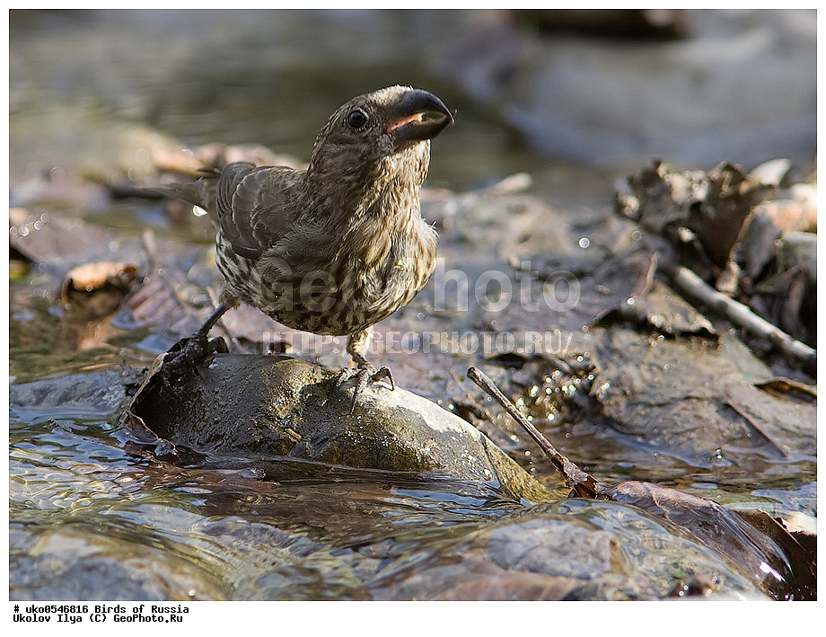 ������, ��������, ��������, �����, �����, ��������, �����������, XYZ, ���������, Fringillidae, ����-������, ������������ ����, �����-������, ������������ �����, Loxia curvirostra, ����������� ����� ������, �����������, ���������� �������