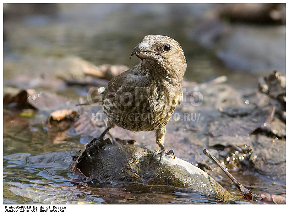 ������, ��������, ��������, �����, �����, ��������, �����������, XYZ, ���������, Fringillidae, ����-������, ������������ ����, �����-������, ������������ �����, Loxia curvirostra, ����������� ����� ������, �����������, ���������� �������