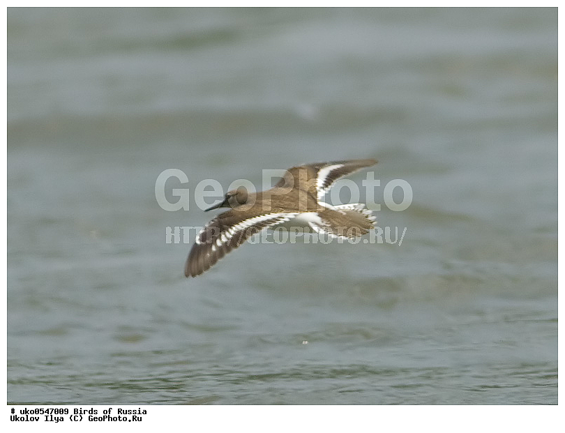 �����������, ���������� �������, ����������� ����� ������, ������, ��������, ��������, �����, �����, ��������, �����������, �����, ������, XYZ, ���������, Scolopacidae, ����������, Actitis hypoleucos