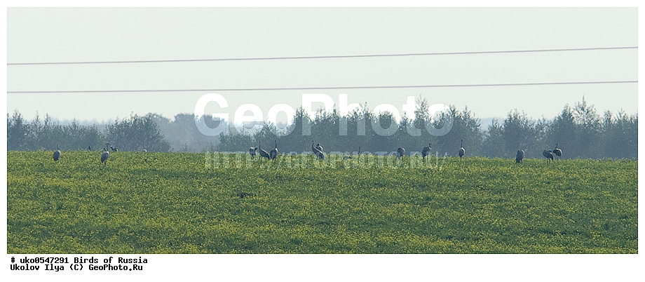 �����������, ���������� �������, ����������� ����� ������, ������, ��������, ��������, �����, �����, ��������, �����������, XYZ, ����������, Gruidae, ����� �������, Grus grus