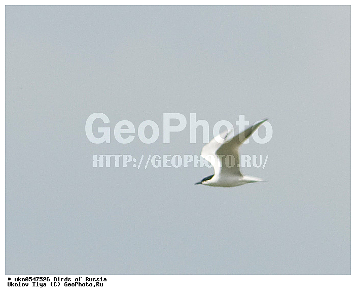  ����������� ����� ������, ������, ��������, ��������, �����, �����, ��������, �����������, ������� �����, ������� �����, XYZ, ���������, Sternidae, ���������� ������, Gelochelidon nilotica, Sterna nilotica