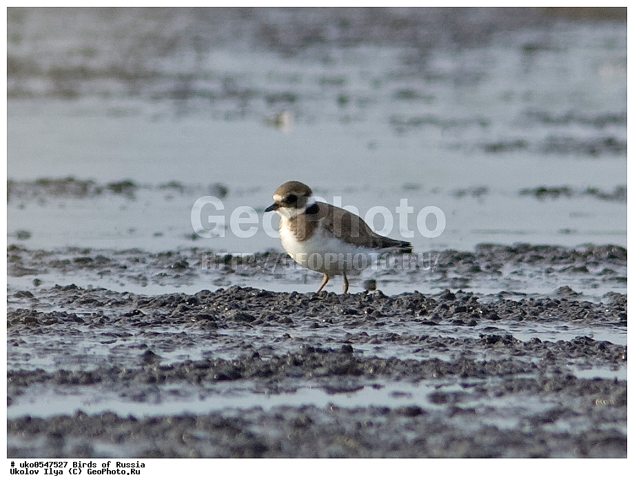 �����������, ���������� �������, ����������� ����� ������, ������, ��������, ��������, �����, �����, ��������, �����������, �����, ������, XYZ, ������������������, ���������� �������, ����������� ����� ������, ������, ��������, ��������, �����, �����, ��������, �����������, �����, ������, XYZ, ���������, Charadriidae, ����������, Charadrius hiaticula