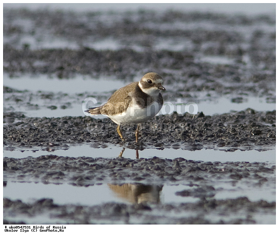 �����������, ���������� �������, ����������� ����� ������, ������, ��������, ��������, �����, �����, ��������, �����������, �����, ������, XYZ, ������������������, ���������� �������, ����������� ����� ������, ������, ��������, ��������, �����, �����, ��������, �����������, �����, ������, XYZ, ���������, Charadriidae, ����������, Charadrius hiaticula