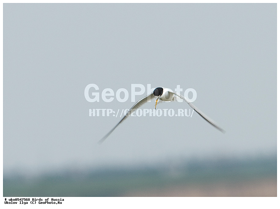 �����������, ���������� �������, ����������� ����� ������, ������, ��������, ��������, �����, �����, ��������, �����������, ������� �����, ������� �����, XYZ, ���������, Sternidae, ����� ������, Sterna albifrons, Sternula albifrons