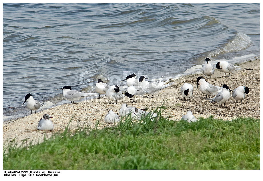 ����������� ����� ������, ������, ��������, ��������, �����, �����, ��������, �����������, ������� �����, ������� �����, XYZ, ���������, Sternidae, ����������� ������, Thalasseus sandvicensis