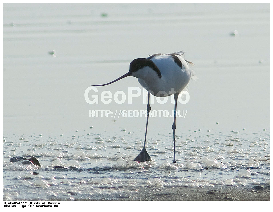 ����������� ����� ������, ������, ��������, ��������, �����, �����, ��������, �����������, �����, ������, XYZ, �������������, Recurvirostridae, ����������, Recurvirostra avosetta