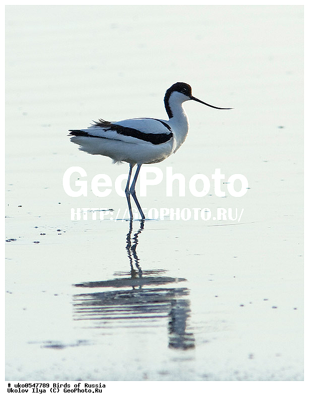 ����������� ����� ������, ������, ��������, ��������, �����, �����, ��������, �����������, �����, ������, XYZ, �������������, Recurvirostridae, ����������, Recurvirostra avosetta