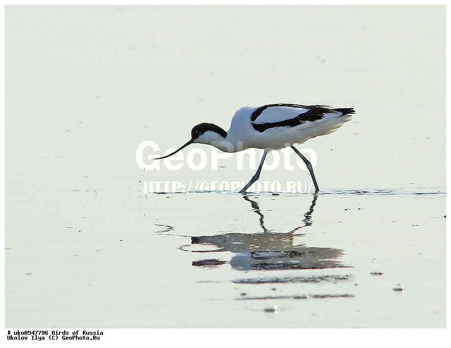 ����������� ����� ������, ������, ��������, ��������, �����, �����, ��������, �����������, �����, ������, XYZ, �������������, Recurvirostridae, ����������, Recurvirostra avosetta