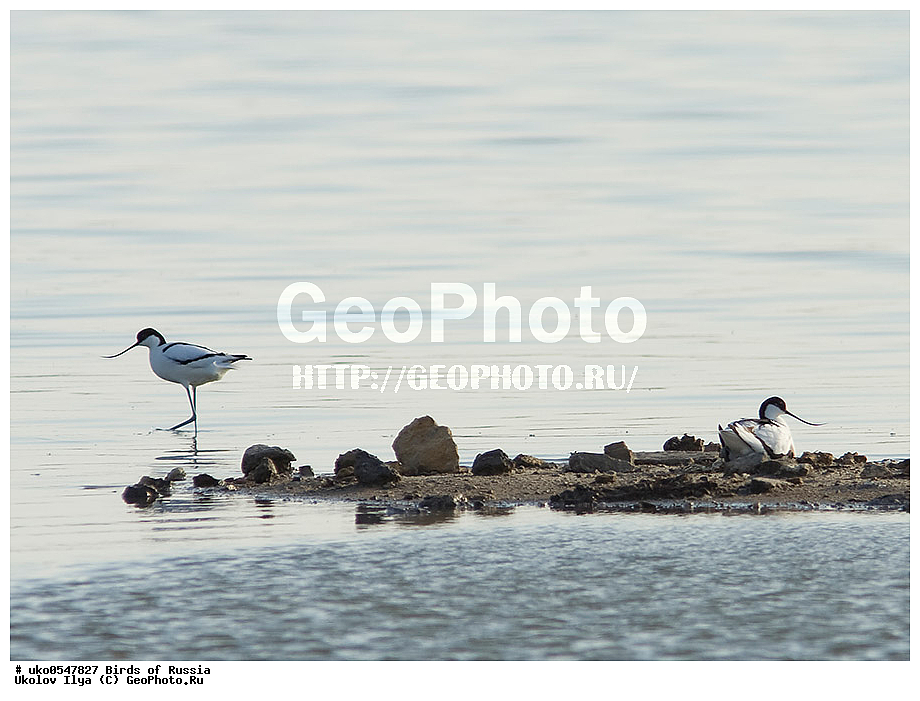 ����������� ����� ������, ������, ��������, ��������, �����, �����, ��������, �����������, �����, ������, XYZ, �������������, Recurvirostridae, ����������, Recurvirostra avosetta