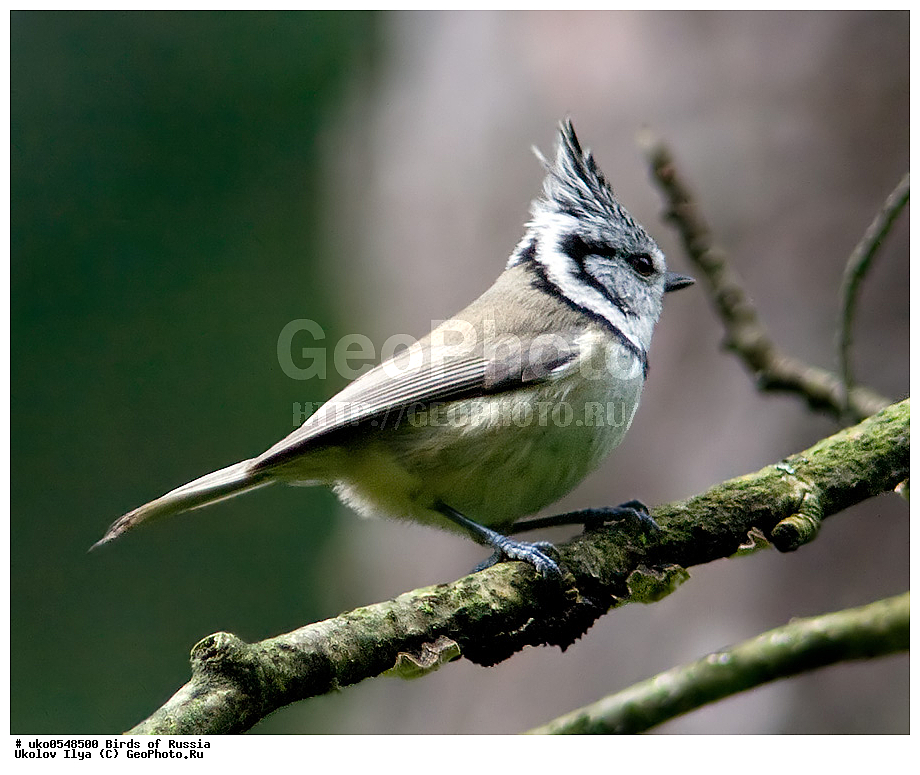 �����������, ���������� �������, ����������� ����� ������, ������, ��������, ��������, �����, �����, ��������, �����������, XYZ, ���������, Paridae, �������� ������, ���������, �������, ����������, ��������, Lophophanes cristatus, Parus cristatus