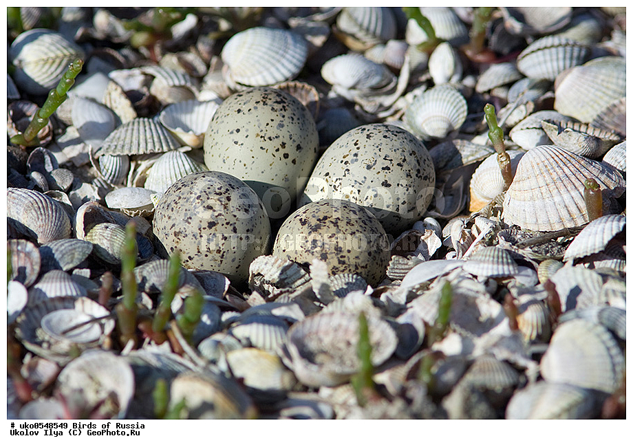 �����������, ���������� �������, ����������� ����� ������, ������, ��������, ��������, �����, �����, ��������, �����������, �����, ������, XYZ, ���������, Charadriidae, ����� ���, ����� ����, Charadrius dubius