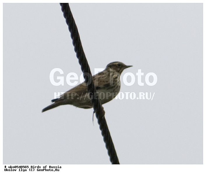 �����������, ���������� �������, ����������� ����� ������, ������, ��������, ��������, �����, �����, ��������, �����������, XYZ, ������������, Alaudidae, ������ ���������, ���, Lullula arborea