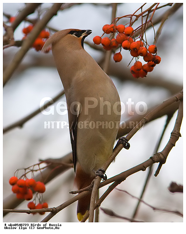 �����������, ���������� �������, ����������� ����� ������, ������, ��������, ��������, �����, �����, ��������, �����������, XYZ, �������������, Bombycillidae, ������������ ����������, ����������, Bombycilla garrulus