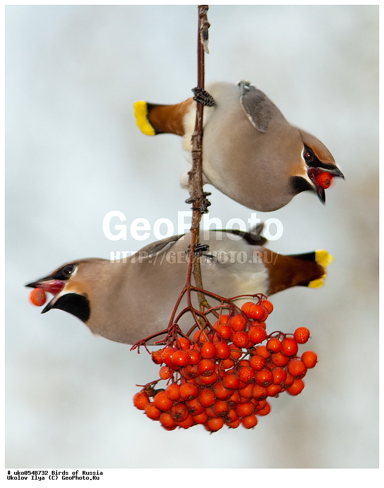 �����������, ���������� �������, ����������� ����� ������, ������, ��������, ��������, �����, �����, ��������, �����������, XYZ, �������������, Bombycillidae, ������������ ����������, ����������, Bombycilla garrulus