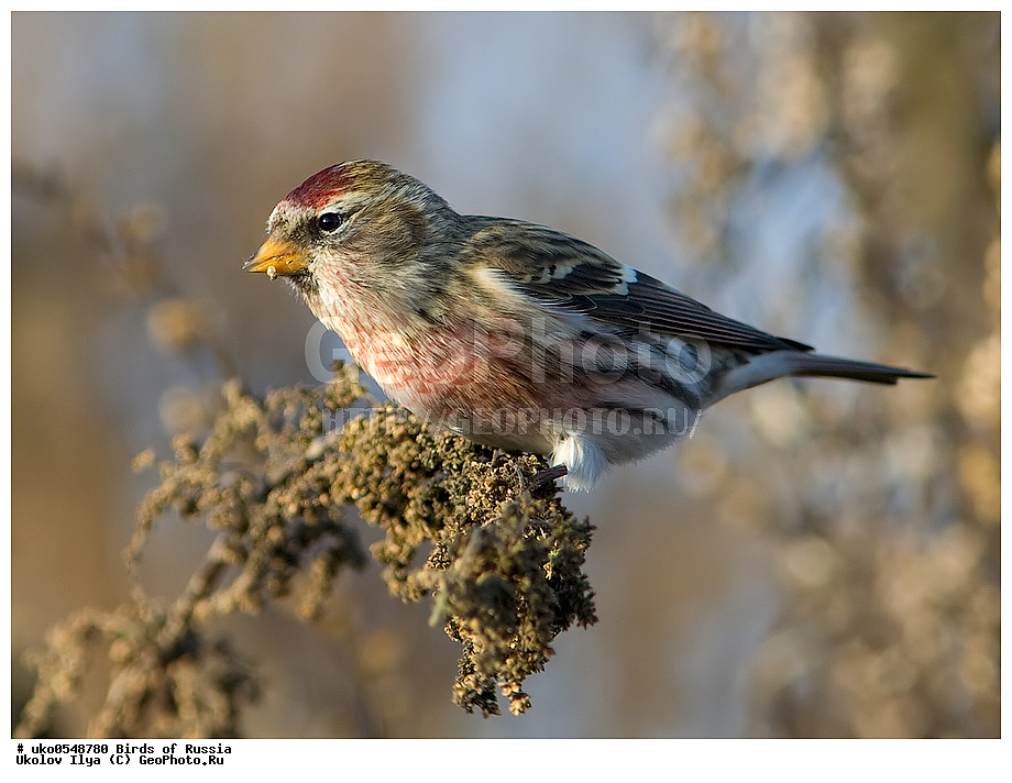 ������, ��������, ��������, �����, �����, ��������, �����������, XYZ, ���������, Fringillidae, ������������ �������, �������, ������� ������������ �������, Acanthis flammea, Carduelis flammea, ����������� ����� ������, �����������, ���������� �������