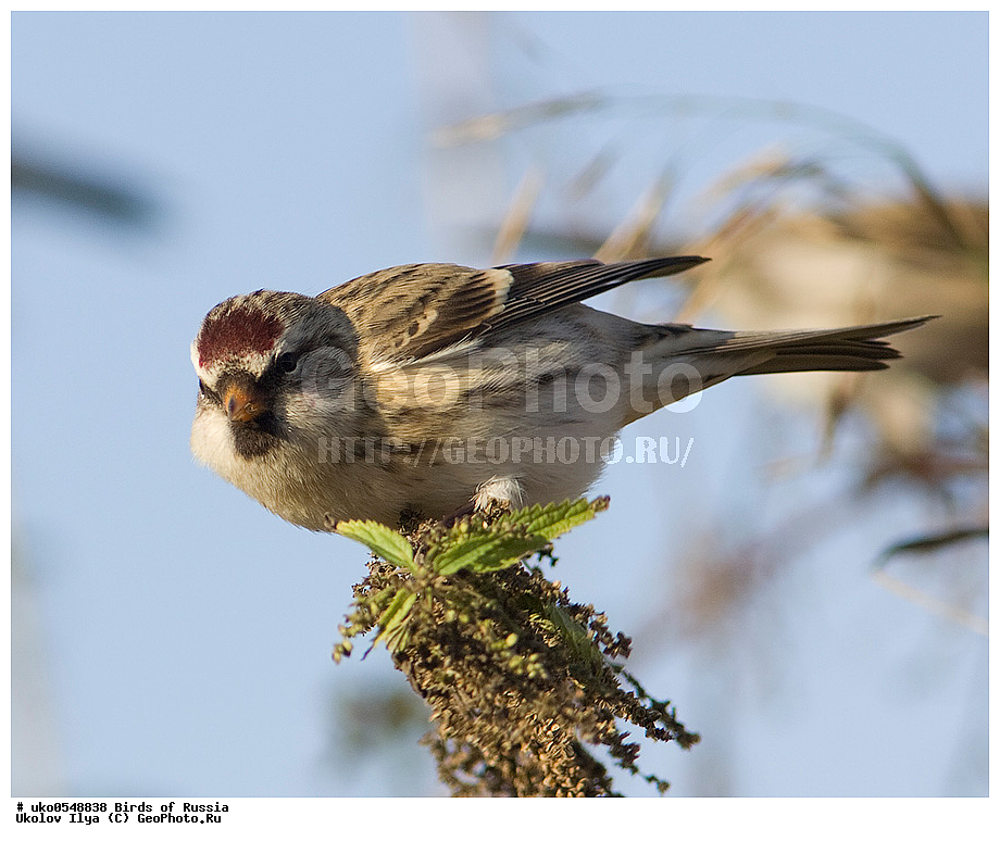 ������, ��������, ��������, �����, �����, ��������, �����������, XYZ, ���������, Fringillidae, ������������ �������, �������, ������� ������������ �������, Acanthis flammea, Carduelis flammea, ����������� ����� ������, �����������, ���������� �������