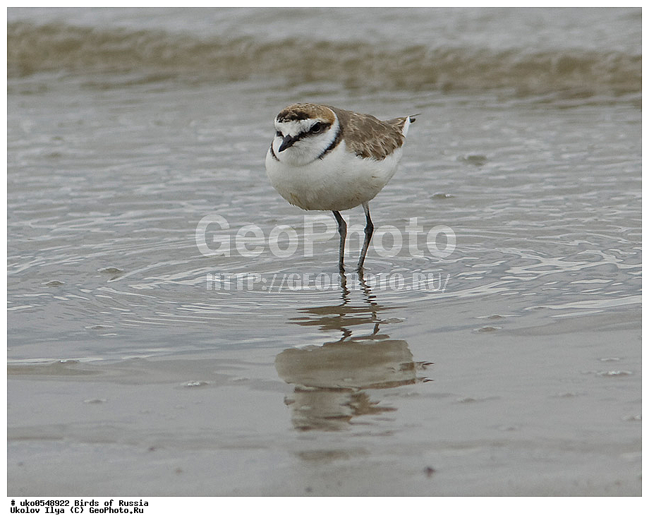  ����������� ����� ������, ������, ��������, ��������, �����, �����, ��������, �����������, �����, ������, XYZ, ���������, Charadriidae, ������� ���, ������� ����, Charadrius alexandrinus