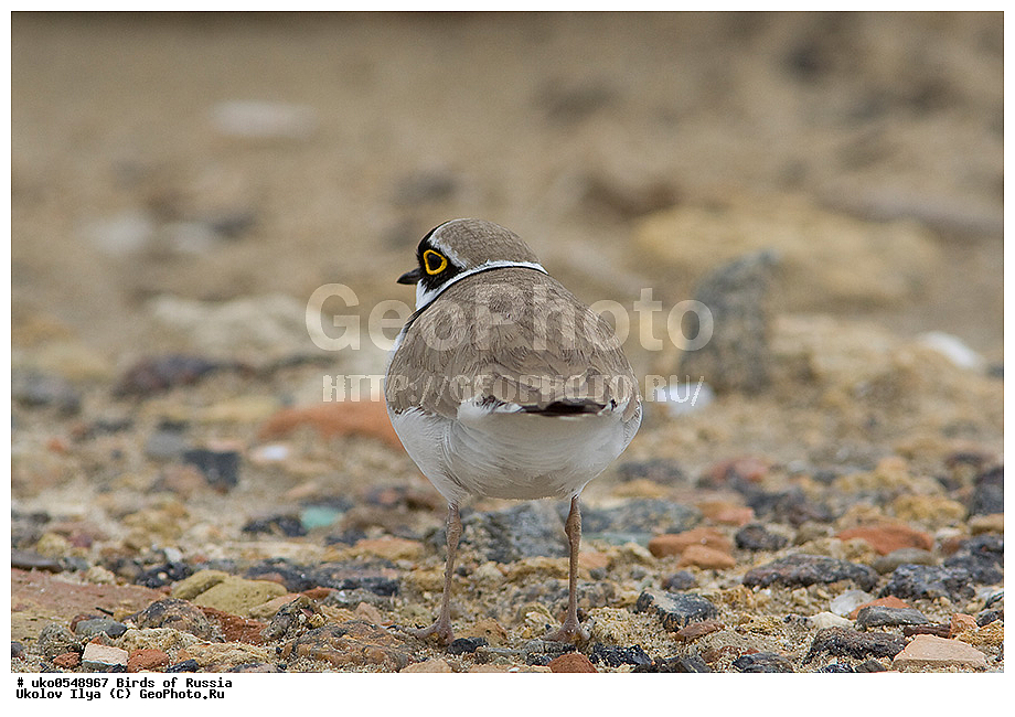 �����������, ���������� �������, ����������� ����� ������, ������, ��������, ��������, �����, �����, ��������, �����������, �����, ������, XYZ, ���������, Charadriidae, ����� ���, ����� ����, Charadrius dubius