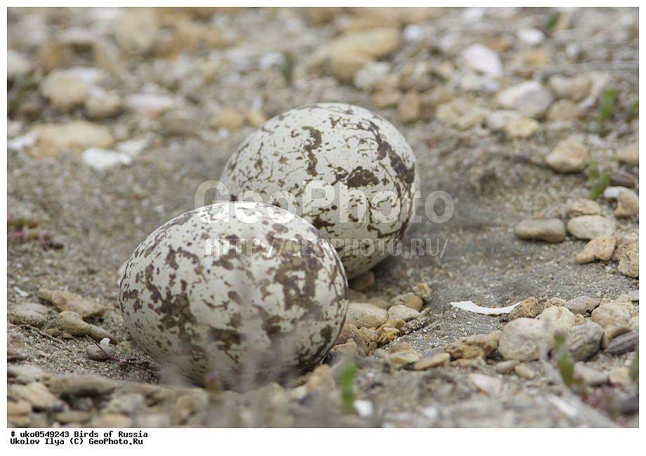 ����������� ����� ������, ������, ��������, ��������, �����, �����, ��������, �����������, �����, ������, XYZ, ����������, Burhinidae, �������, Burhinus oedicnemus