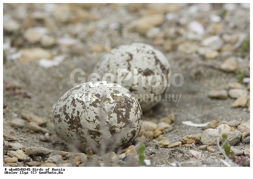 ����������� ����� ������, ������, ��������, ��������, �����, �����, ��������, �����������, �����, ������, XYZ, ����������, Burhinidae, �������, Burhinus oedicnemus