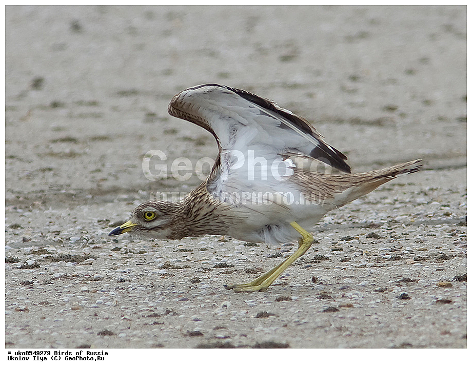 ����������� ����� ������, ������, ��������, ��������, �����, �����, ��������, �����������, �����, ������, XYZ, ����������, Burhinidae, �������, Burhinus oedicnemus