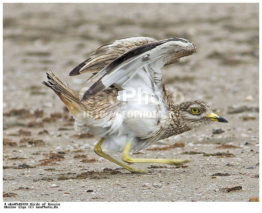 ����������� ����� ������, ������, ��������, ��������, �����, �����, ��������, �����������, �����, ������, XYZ, ����������, Burhinidae, �������, Burhinus oedicnemus