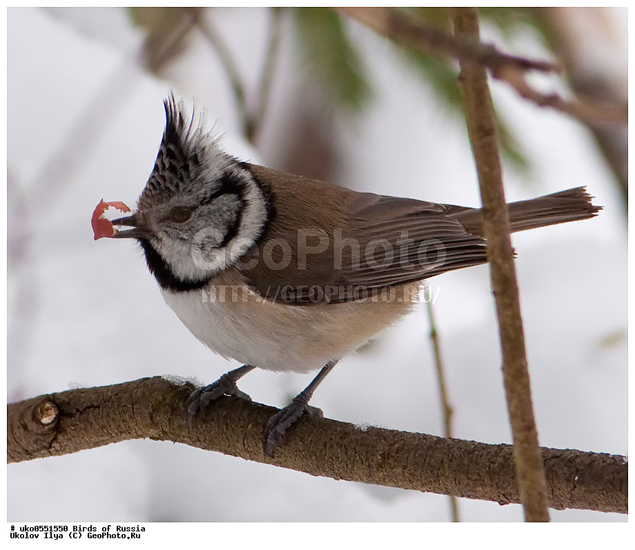 �����������, ���������� �������, ����������� ����� ������, ������, ��������, ��������, �����, �����, ��������, �����������, XYZ, ���������, Paridae, �������� ������, ���������, �������, ����������, ��������, Lophophanes cristatus, Parus cristatus