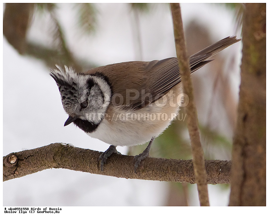 �����������, ���������� �������, ����������� ����� ������, ������, ��������, ��������, �����, �����, ��������, �����������, XYZ, ���������, Paridae, �������� ������, ���������, �������, ����������, ��������, Lophophanes cristatus, Parus cristatus