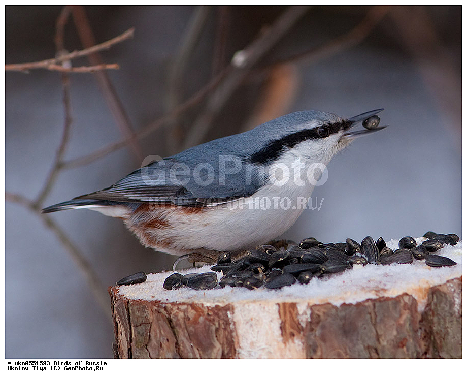 �����������, ���������� �������, ����������� ����� ������, ������, ��������, ��������, �����, �����, ��������, �����������, XYZ, �����������, Sittidae, ������������ ���������, �����, Sitta europaea