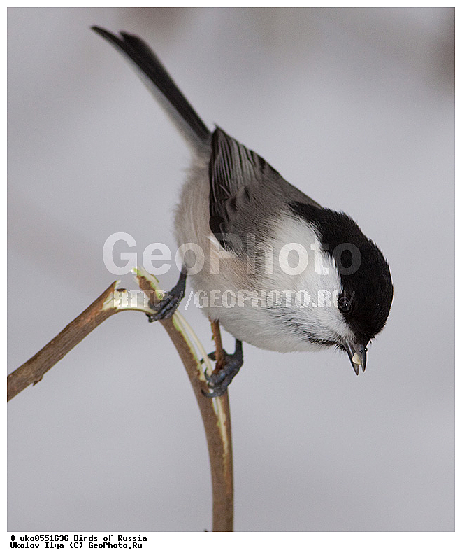 �����������, ���������� �������, ����������� ����� ������, ������, ��������, ��������, �����, �����, ��������, �����������, XYZ, ���������, Paridae, ����������� ������, ������, Poecile montanus, Parus montanus