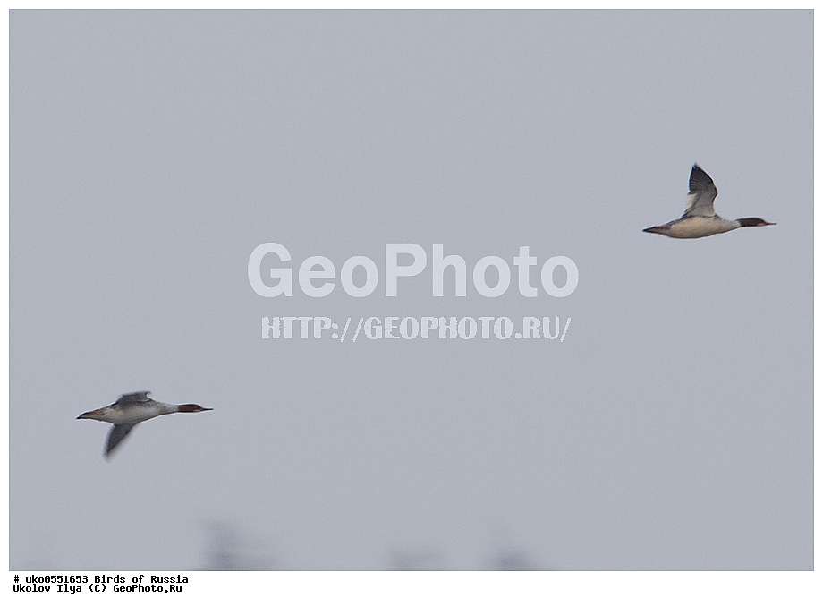 �����������, ���������� �������, ����������� ����� ������, ������, ��������, ��������, �����, �����, ��������, �����������, �����������������, ������������� �����, ������������� �����, XYZ, ������, Anatidae, ������� �������, Mergus merganser