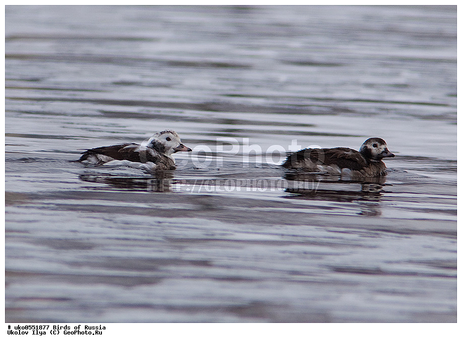 �����������, ���������� �������, ����������� ����� ������, ������, ��������, ��������, �����, �����, ��������, �����������, �����������������, ������������� �����, ������������� �����, XYZ, ������, Anatidae, �������, Clangula hyemalis