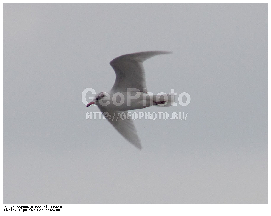 ����������� ����� ������, ������, ��������, ��������, �����, �����, ��������, �����������, ������� �����, ������� �����, XYZ, ��������, Laridae, ������������ �����, Larus melanocephalus, Ichthyaetus melanocephalus