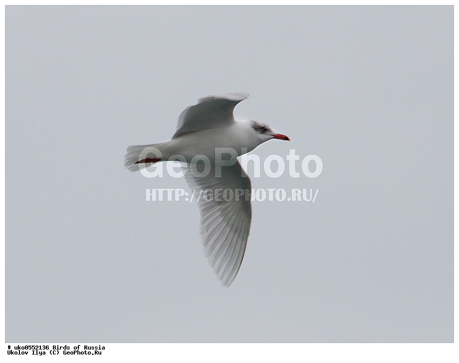 ����������� ����� ������, ������, ��������, ��������, �����, �����, ��������, �����������, ������� �����, ������� �����, XYZ, ��������, Laridae, ������������ �����, Larus melanocephalus, Ichthyaetus melanocephalus