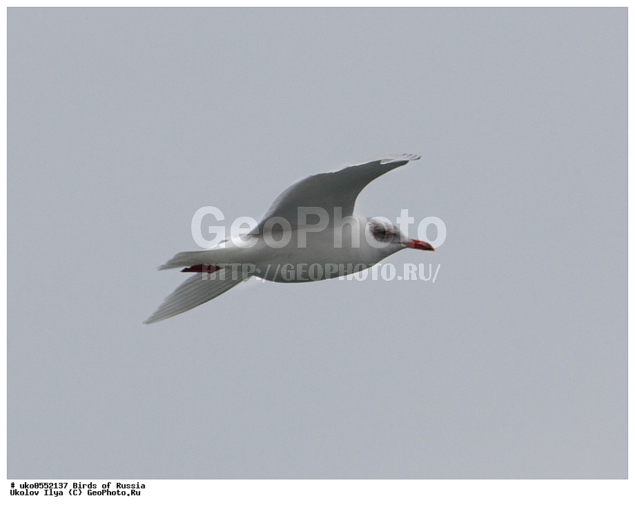 ����������� ����� ������, ������, ��������, ��������, �����, �����, ��������, �����������, ������� �����, ������� �����, XYZ, ��������, Laridae, ������������ �����, Larus melanocephalus, Ichthyaetus melanocephalus