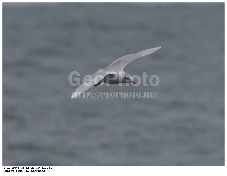 ����������� ����� ������, ������, ��������, ��������, �����, �����, ��������, �����������, ������� �����, ������� �����, XYZ, ��������, Laridae, ������������ �����, Larus melanocephalus, Ichthyaetus melanocephalus