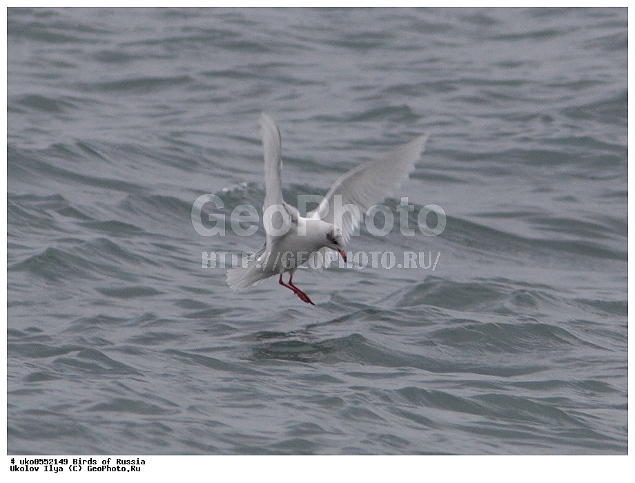 ����������� ����� ������, ������, ��������, ��������, �����, �����, ��������, �����������, ������� �����, ������� �����, XYZ, ��������, Laridae, ������������ �����, Larus melanocephalus, Ichthyaetus melanocephalus