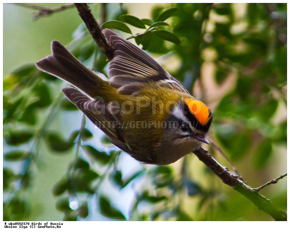 ������, ��������, ��������, �����, �����, ��������, �����������, XYZ, �����������, Regulidae, ������������� ������, ������������� �������, Regulus ignicapilla, Regulus ignicapillus, ����������� ����� ������, �����������, ���������� �������