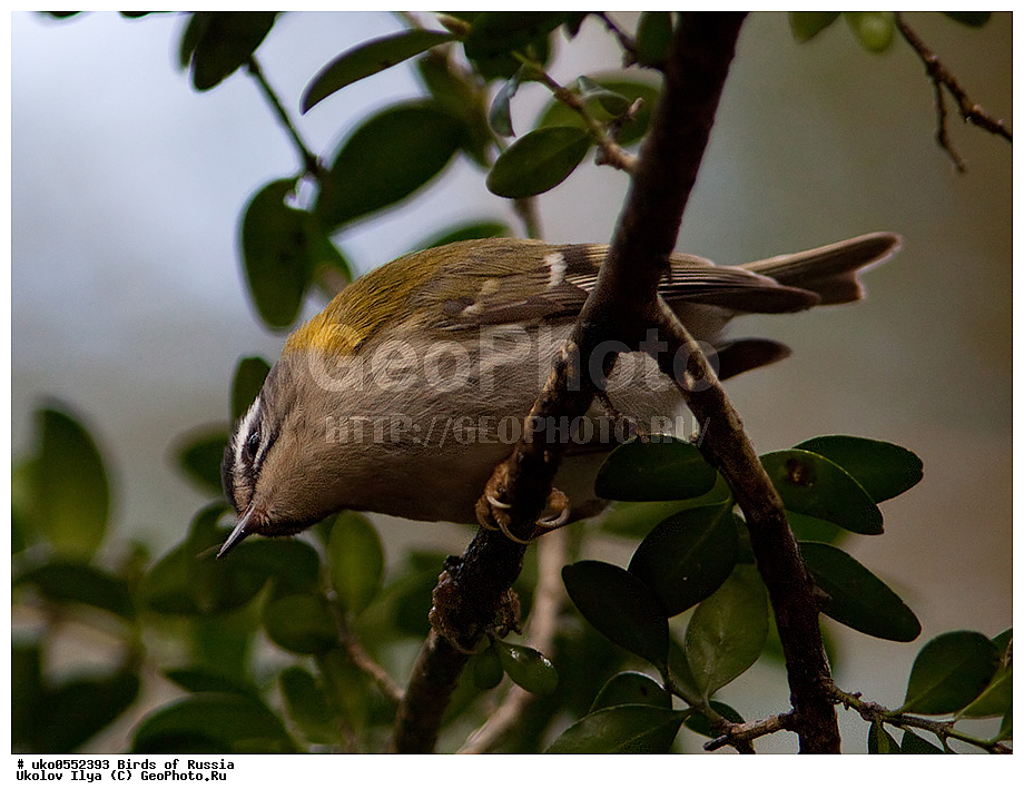 ������, ��������, ��������, �����, �����, ��������, �����������, XYZ, �����������, Regulidae, ������������� ������, ������������� �������, Regulus ignicapilla, Regulus ignicapillus, ����������� ����� ������, �����������, ���������� �������