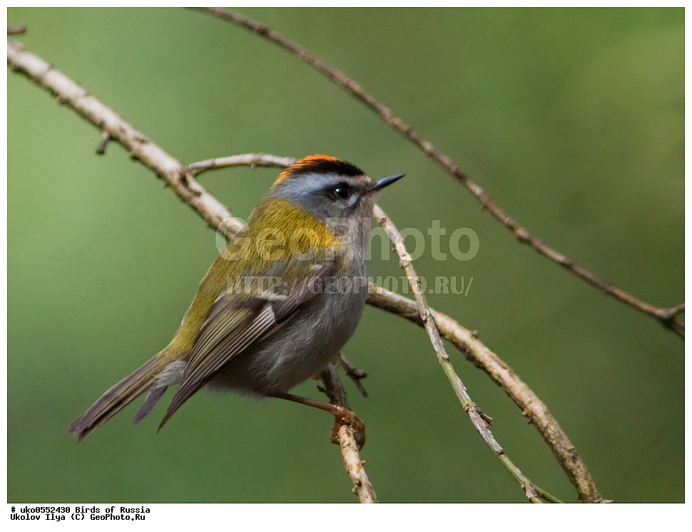 ������, ��������, ��������, �����, �����, ��������, �����������, XYZ, �����������, Regulidae, ������������� ������, ������������� �������, Regulus ignicapilla, Regulus ignicapillus, ����������� ����� ������, �����������, ���������� �������