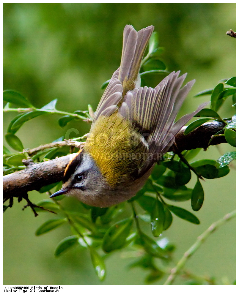 ������, ��������, ��������, �����, �����, ��������, �����������, XYZ, �����������, Regulidae, ������������� ������, ������������� �������, Regulus ignicapilla, Regulus ignicapillus, ����������� ����� ������, �����������, ���������� �������