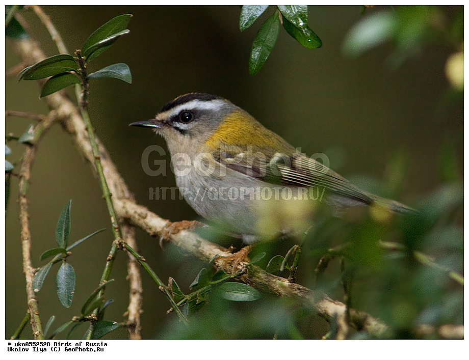 ������, ��������, ��������, �����, �����, ��������, �����������, XYZ, �����������, Regulidae, ������������� ������, ������������� �������, Regulus ignicapilla, Regulus ignicapillus, ����������� ����� ������, �����������, ���������� �������