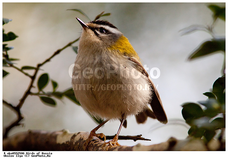 ������, ��������, ��������, �����, �����, ��������, �����������, XYZ, �����������, Regulidae, ������������� ������, ������������� �������, Regulus ignicapilla, Regulus ignicapillus, ����������� ����� ������, �����������, ���������� �������