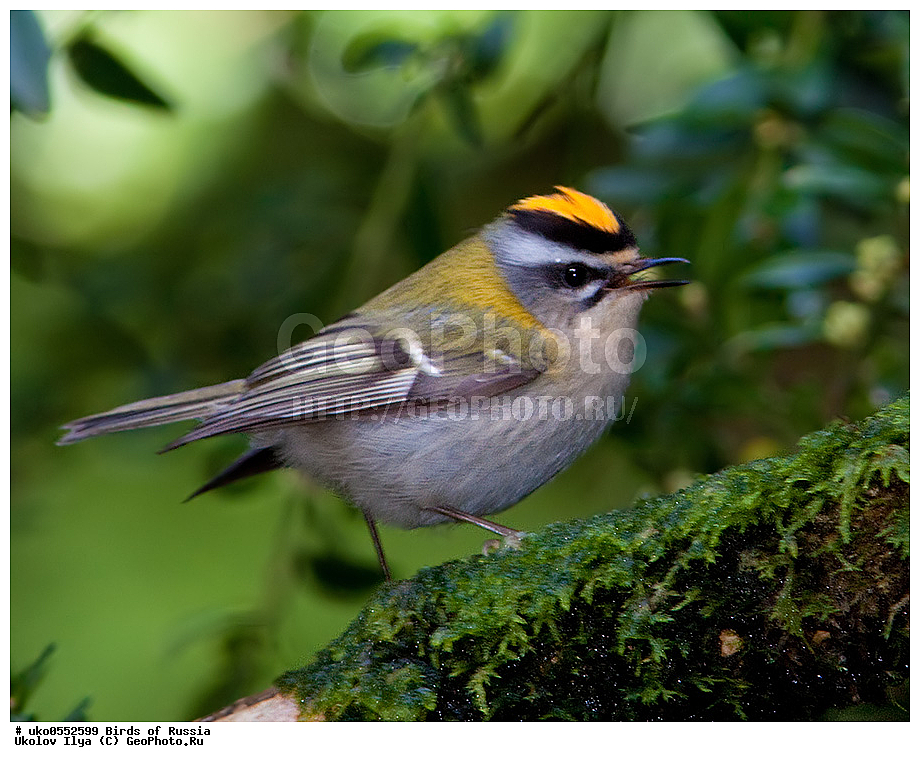 ������, ��������, ��������, �����, �����, ��������, �����������, XYZ, �����������, Regulidae, ������������� ������, ������������� �������, Regulus ignicapilla, Regulus ignicapillus, ����������� ����� ������, �����������, ���������� �������