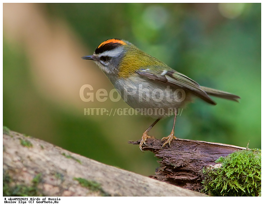 ������, ��������, ��������, �����, �����, ��������, �����������, XYZ, �����������, Regulidae, ������������� ������, ������������� �������, Regulus ignicapilla, Regulus ignicapillus, ����������� ����� ������, �����������, ���������� �������